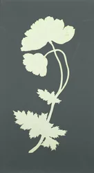 Papavero